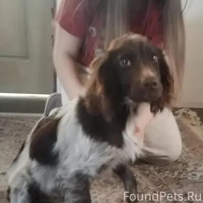 Найден пёс, [место] Кисловодская