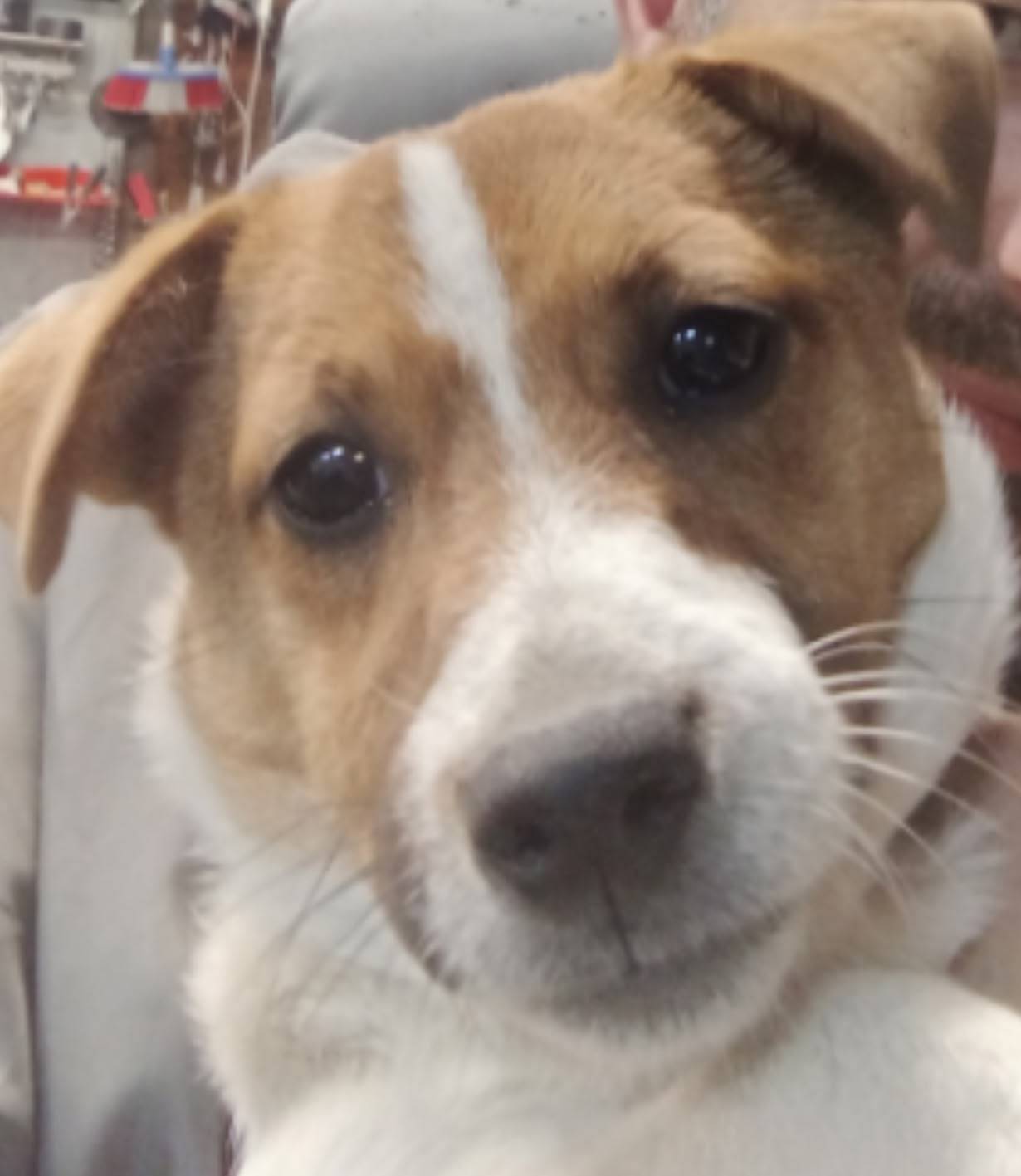 Пропала собака, 