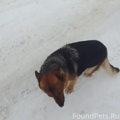 Пропала собака, сучка с коричневым ошейником