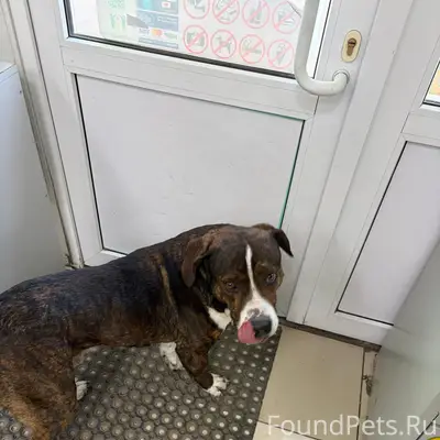 Найден бездомный пёс, пр-т Юрия Гагарина 11