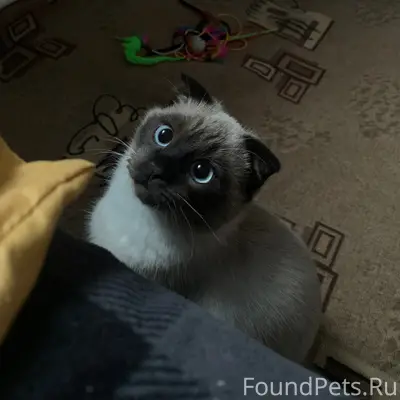 Пропал кот Лотос, улица Чапаева