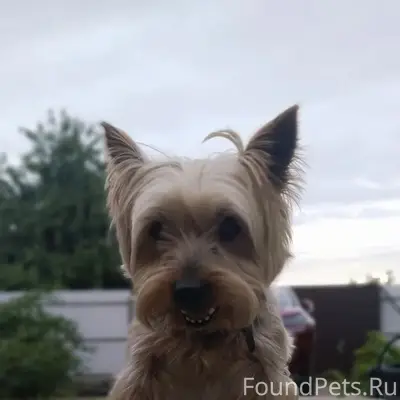 Пропал йорк Найджел, район бгита