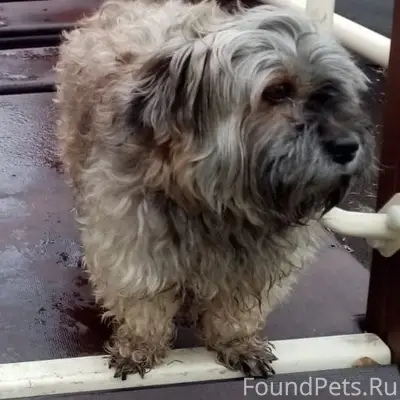 Пропал пёс Тоха, район Лебединец