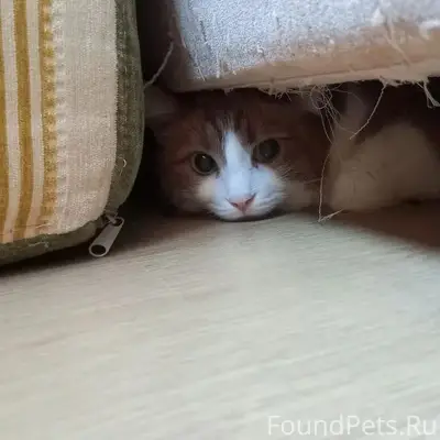 Пропала кошка Муся, Калуга