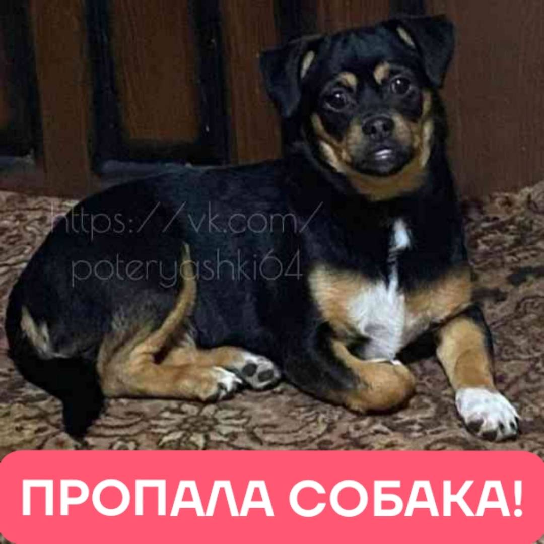 Пропала девочка той-терьер Пони, Саратов