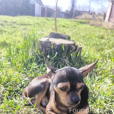 Пропала собака, Ближние Камыши