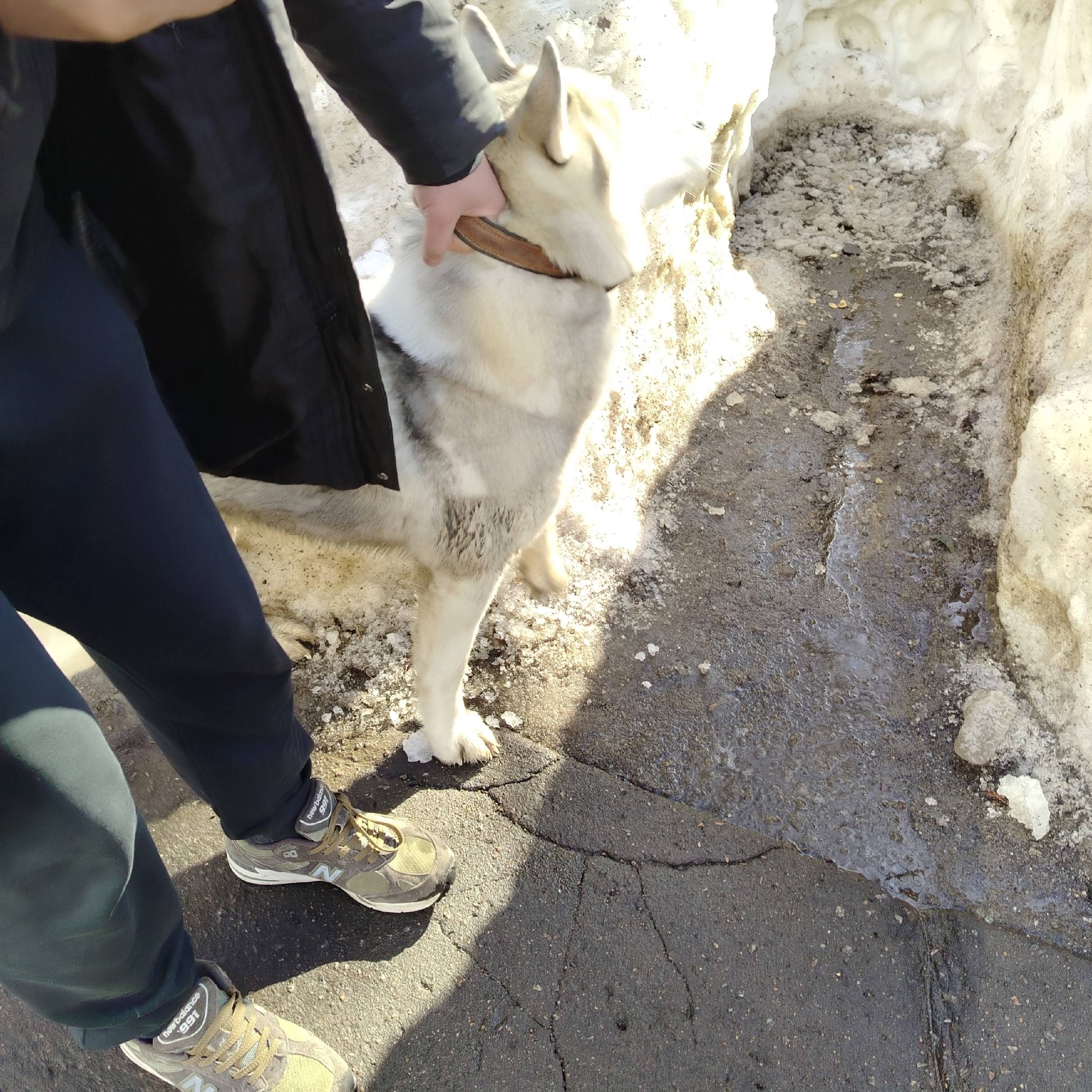 Найден хаски, без клички