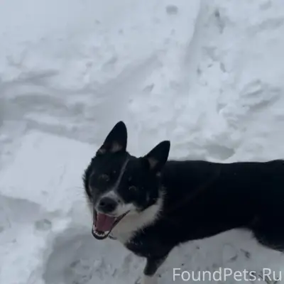 Пропала собака