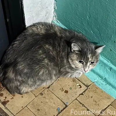 Найдена кошка, Улан-Удэ, ул. Бабушкина