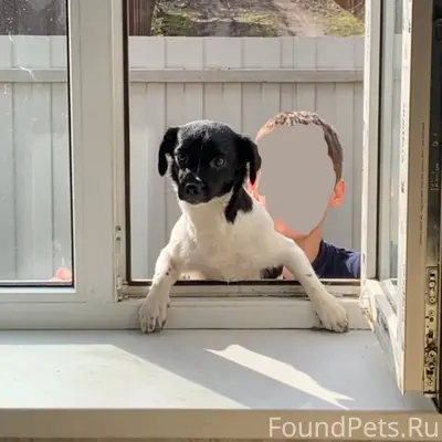 Пропала собака Боня, С. Приморка