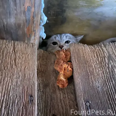 Найден белый кот, особые приметы