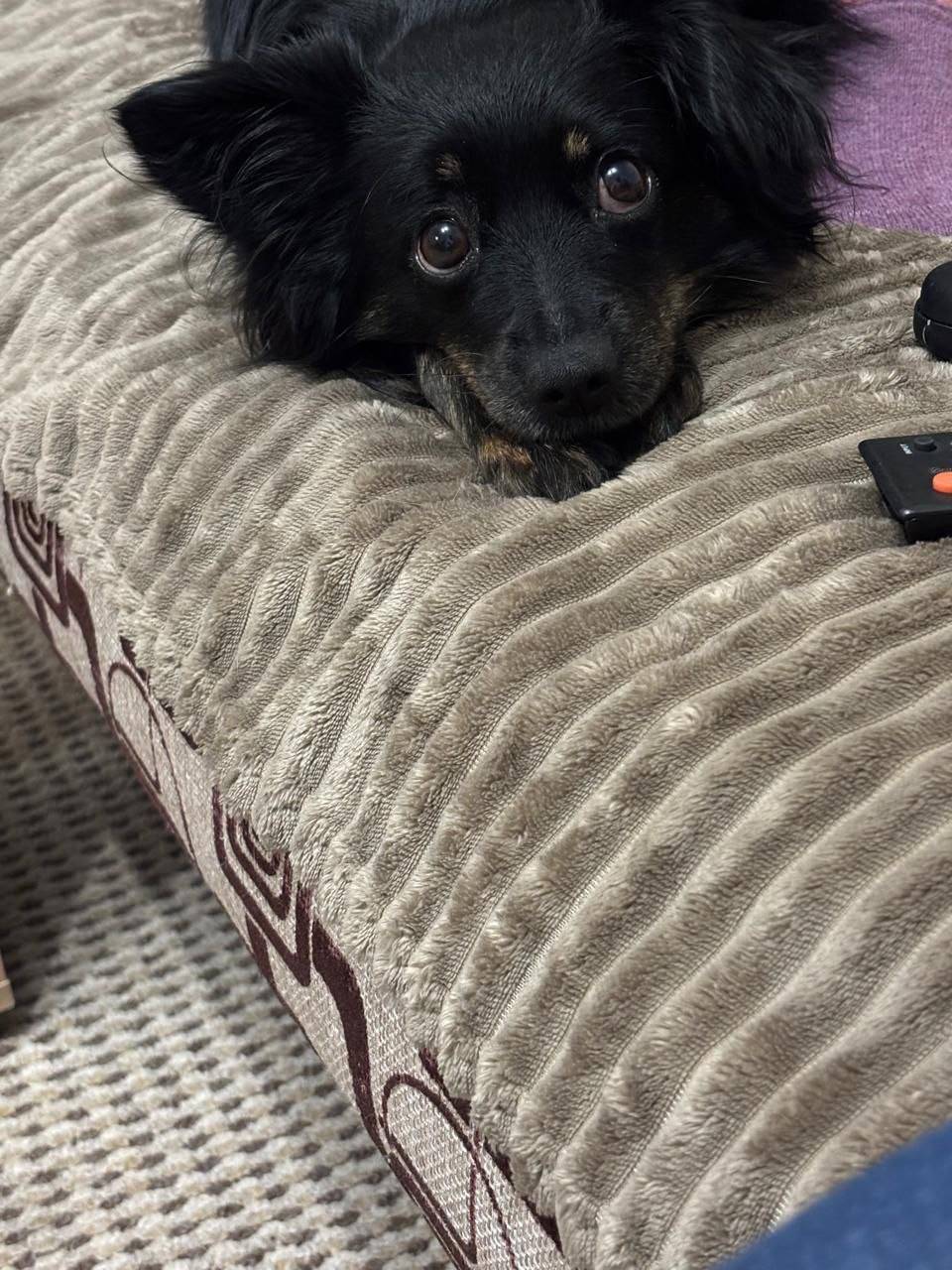 Пропала собака Бони, Зеленоград