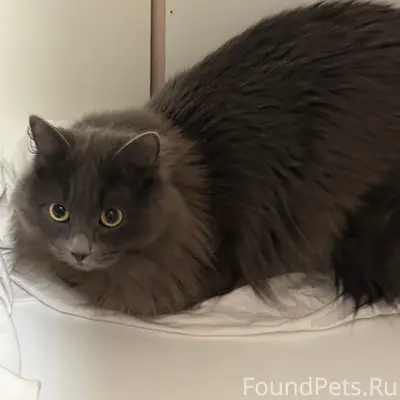 Найден кот, улица 40 лет Победы
