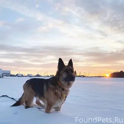 Пропал кобель овчарки, Красное Село