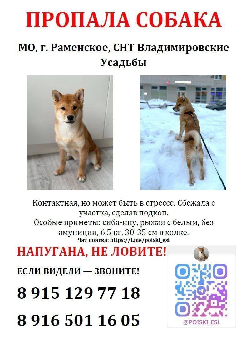 Пропала Сиба-ину Ёси, Раменское и окрестности