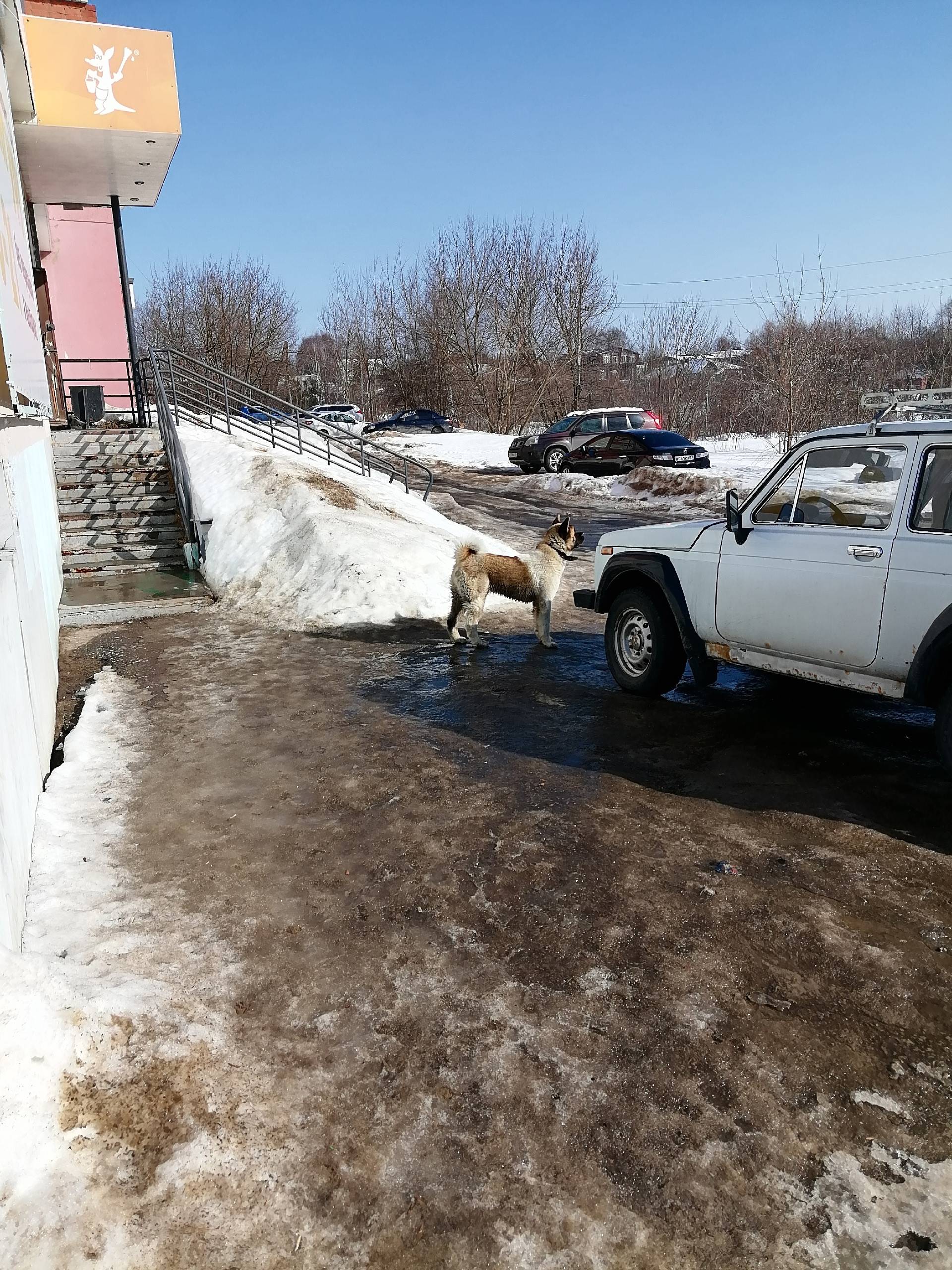 Пропала собака, Авдотьино