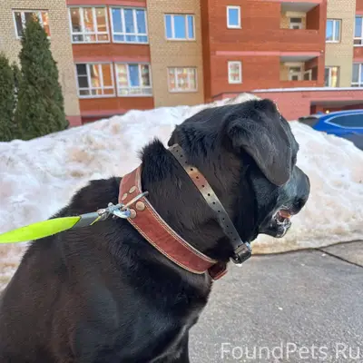 Найден лабрадор, ул. Жуковского