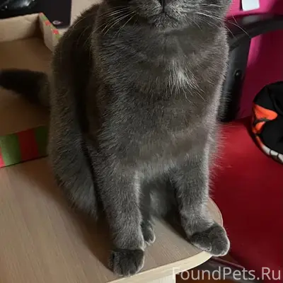 Пропал кот Дымок, ул. Опульского