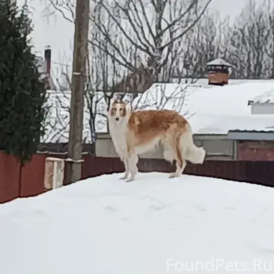Пропал кабель Мартин, д. Лунинская