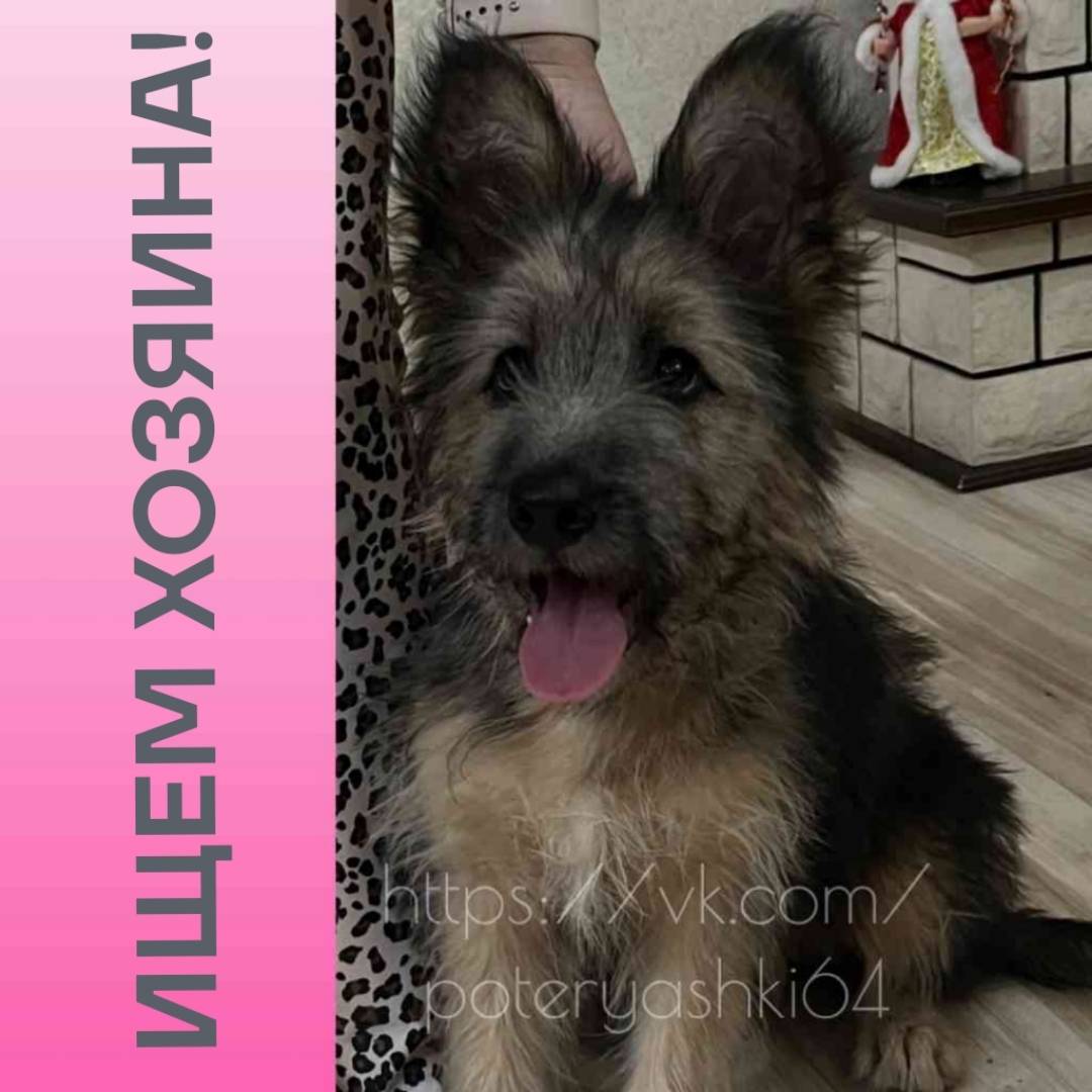 Найден щенок, похожа на Пикардийскую овчарку, Энгельс