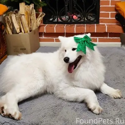 Пропала собака Верба, Ташкент