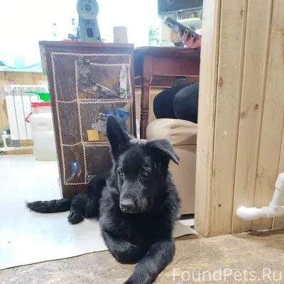 Пропала немецкая овчарка Герда, р-н кулацкий