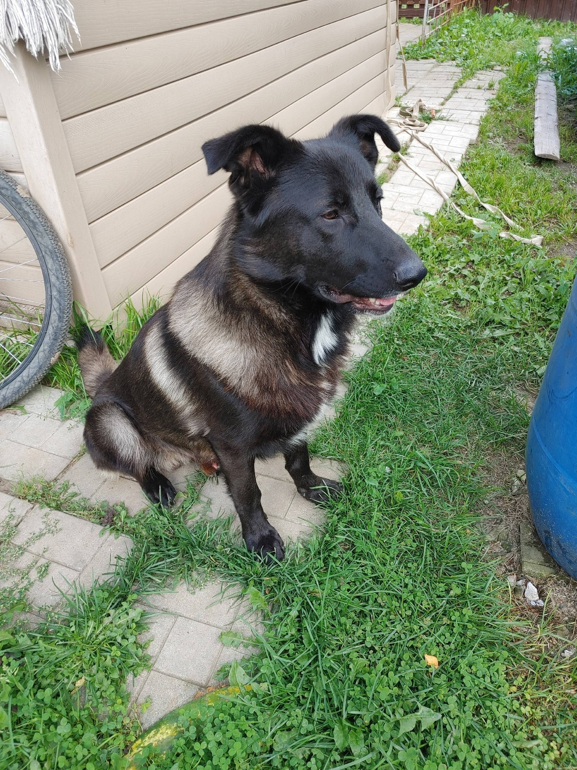 Пропал пес Бай