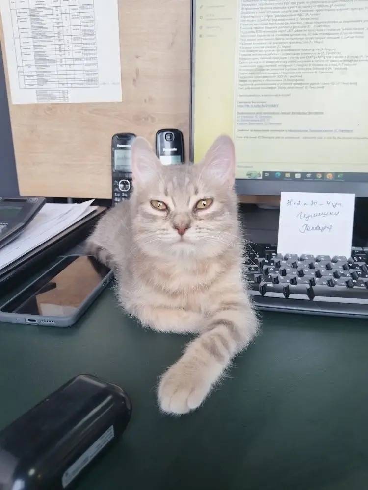 Найдена кошка Мурзик, парковка ТЦ «Твой дом»