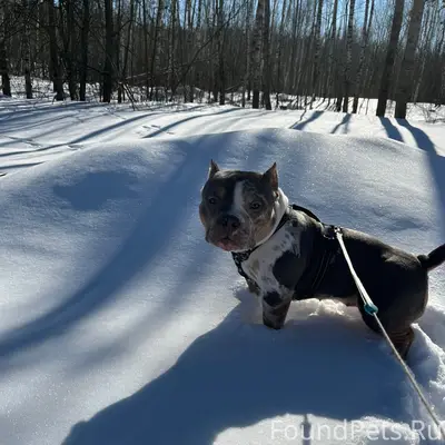 Пропала Американский булли Тори, Буда-Кошелевский район