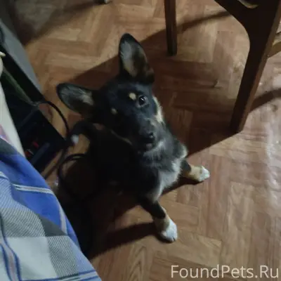 Пропал Мухтар, район Базарная Кеньша