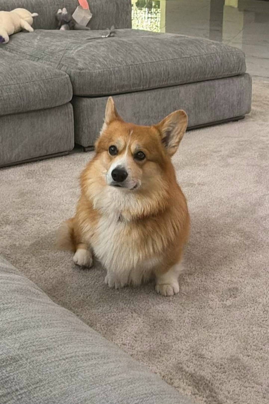 Пропала корги, Мытищинский район