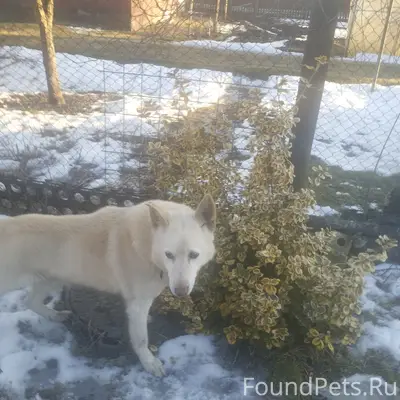 Найден пёс, ухоженный, с ошейником