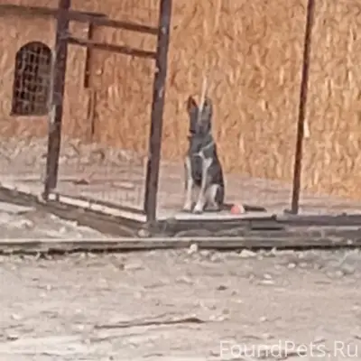 Пропала собака Альма, район ул. Фурманова