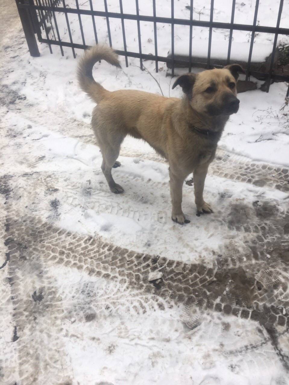 Пропал пёс Сэт, район автовокзала