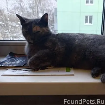 Пропала кошка Мурка, Калуга