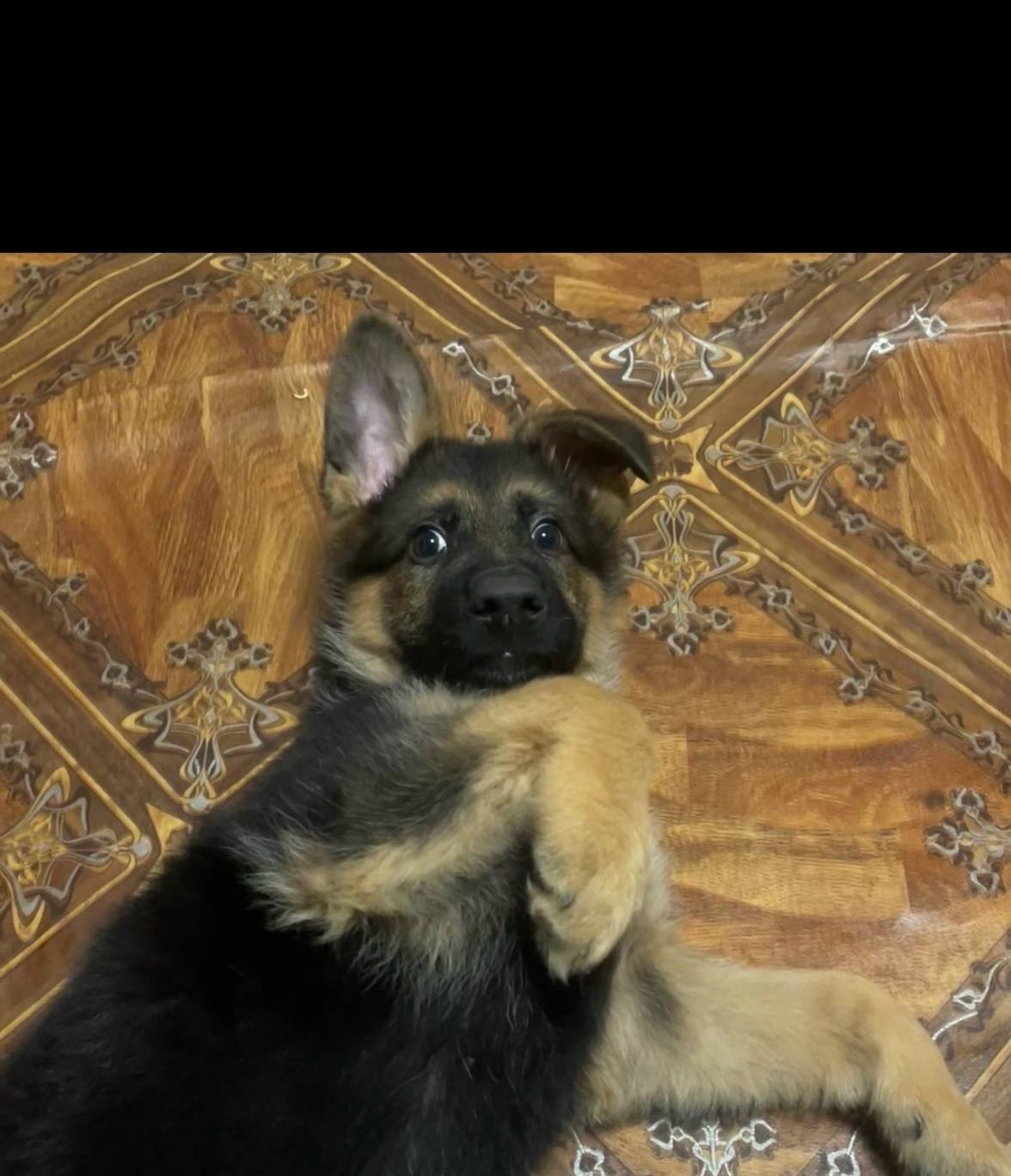 Пропала собака, ул. Богдана Хмельницкого