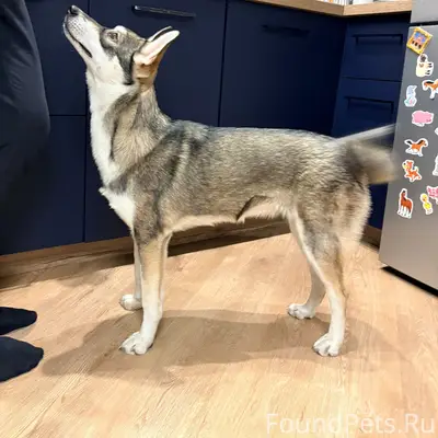 Найденна я собака, перекресток Кирова-Спартака