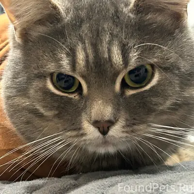 Пропал кот Хома/Хомяк, Северный р-н