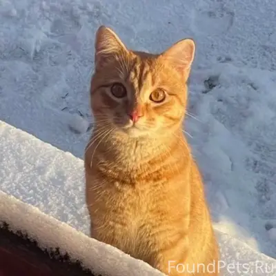 Пропал кот Люсик