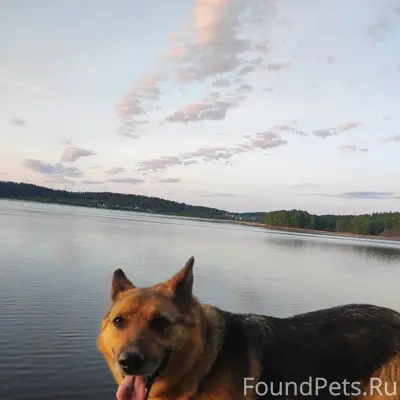 Пропала собака, посёлок Вуорио