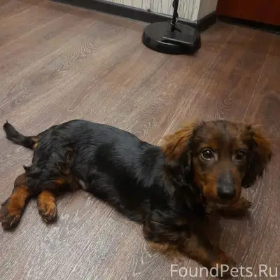 Найден щенок, улица Мичурина 29