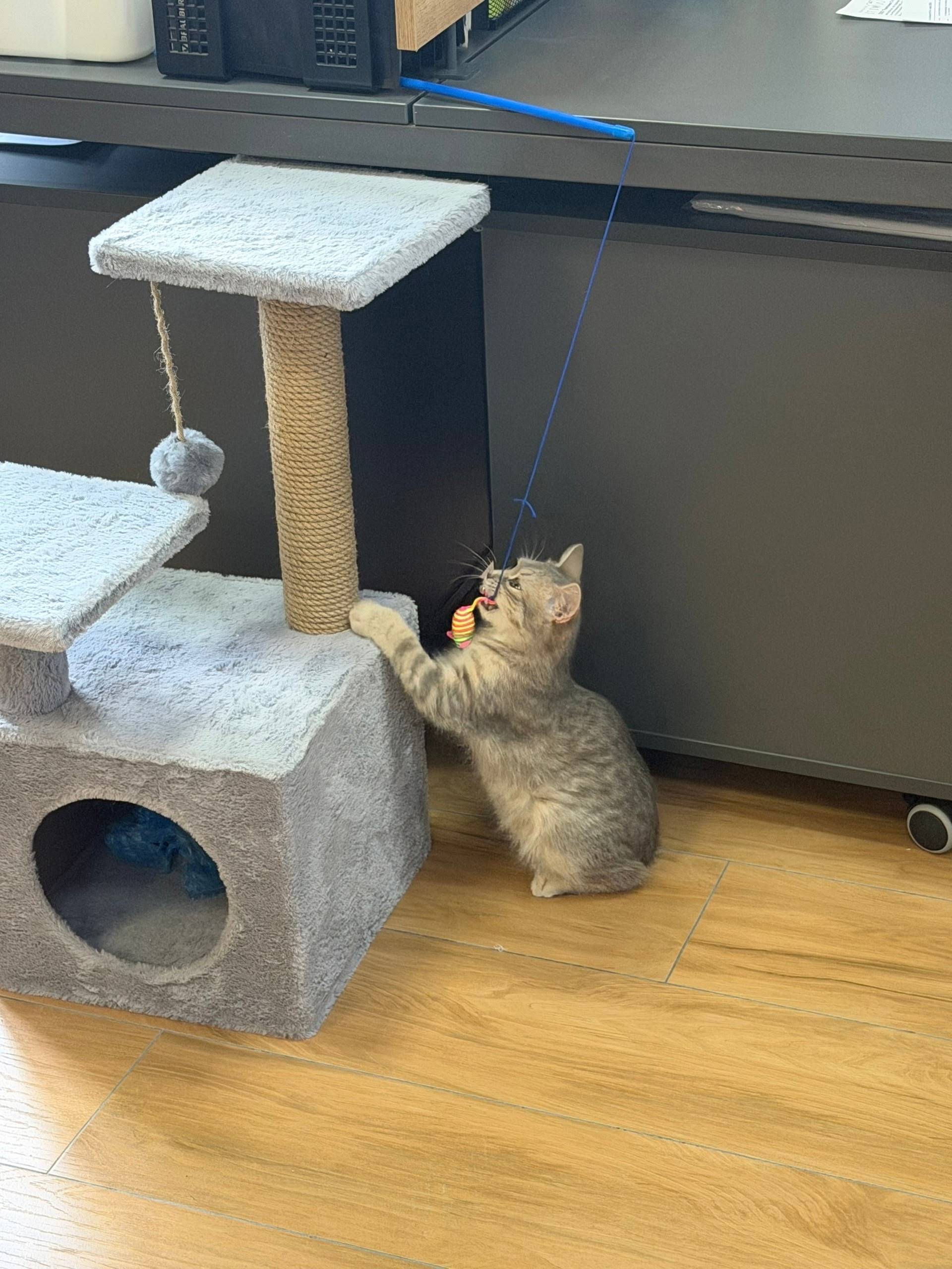 Найдена кошка Мурзик, ТЦ «Твой дом»