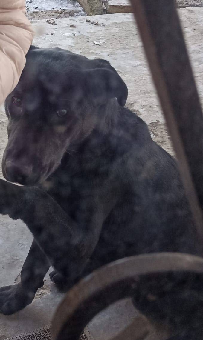 Найден чёрный метис лабрадора, Жилгородок