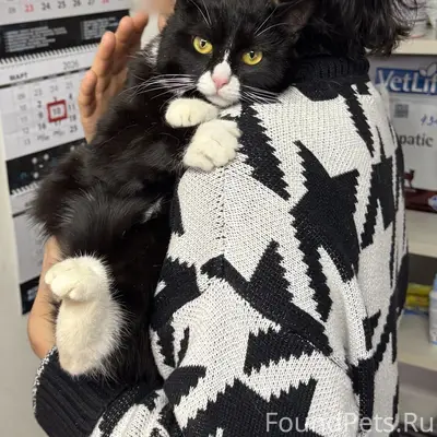 Найдена трёхлапая кошка Кисуля, Санкт-Петербург