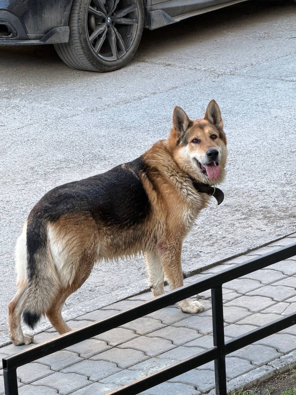 Пропала собака, Симферополь