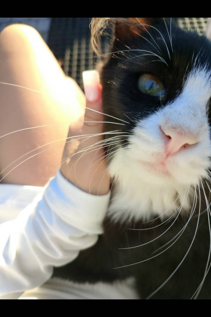 Пропал кот Гектор, чёрный с белым