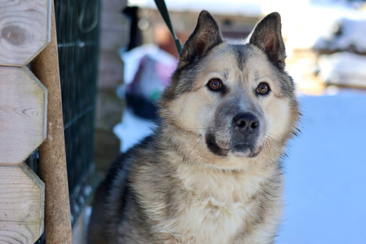 Найден добрый пёс Дик, Санкт-Петербург