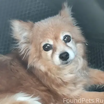 Найден рыжий щенок, Кумертау