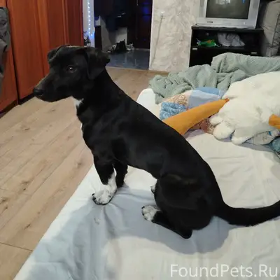 Пропал пёс, Змейка/Железноводск/Минеральные Воды