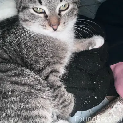 Пропал котёнок Батоша, деревня Ларионово